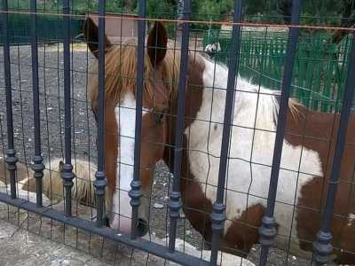 Un cavallo